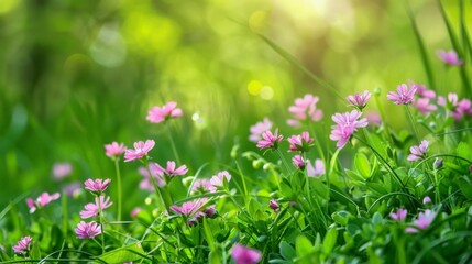 Field of blooming pink flowers and lush green grass