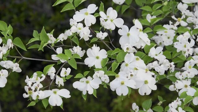 Tokyo, Japan - April 26, 2024: Flowers of flowering dogwood on blue sky background