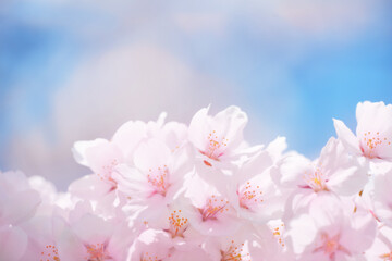 ふわっとした満開の桜のイメージ　背景画像