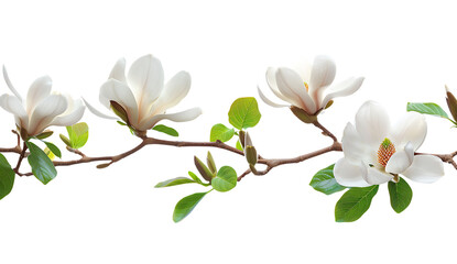 A branch of blooming magnolia flowers on a white background