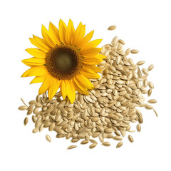 peeled sunflower seeds with hundred dollar on white background