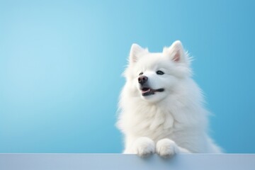 Dog mammal animal pet