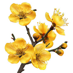 photorealistic closeup of yellow apricot blossoms on white background
