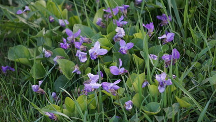 Fototapeta premium Viola cucullata, commonly known as marsh blue violet or hooded blue violet, is a charming wildflower native to North America, particularly found in wetland habitats, marshes, and stream banks.