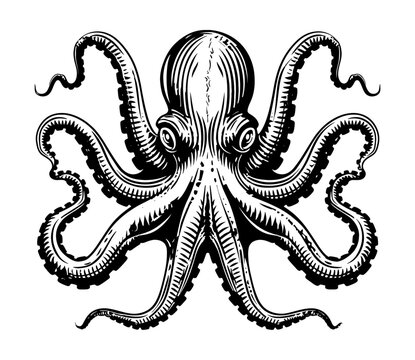recommend clip art: octopus engraving black and white outline