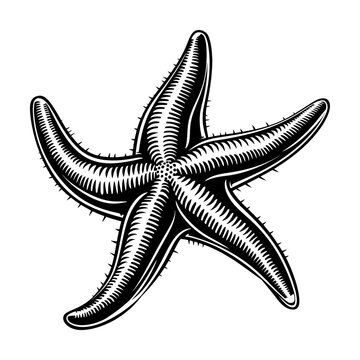 recommend clip art: starfish engraving black and white outline