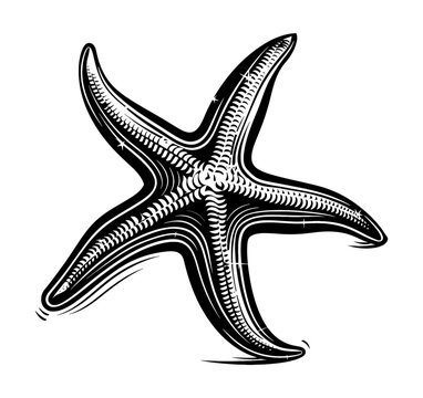 recommend clip art: starfish engraving black and white outline