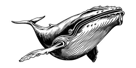 blue whale engraving black and white outline