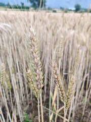 Common wheat field in spring _ripened wheat crop _ wheat field 