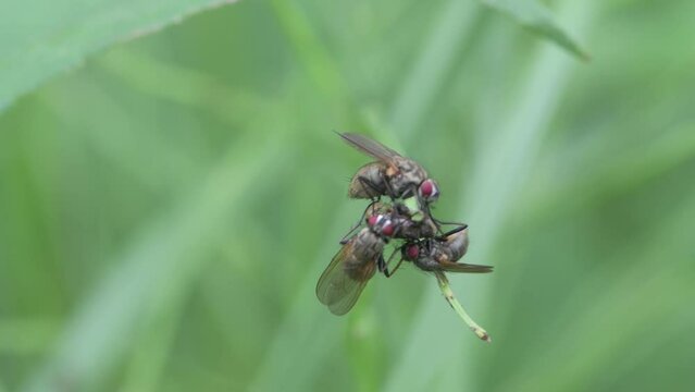 Stable flies feeding on a dead insect.
