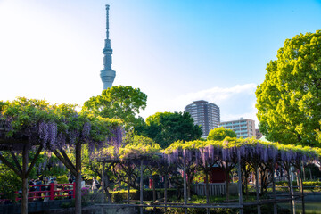 Japanese temple with wisteria flowers during spring and the famous skytree 