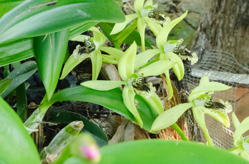 Obraz premium Coelogyne Pandurata Orchid.Blossoms