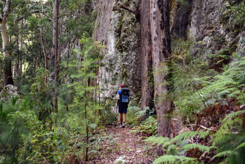 Obraz premium Mount Alum bush walk at Bulahdelah
