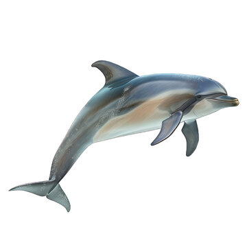 side view of dolphine transparent isolated on white png