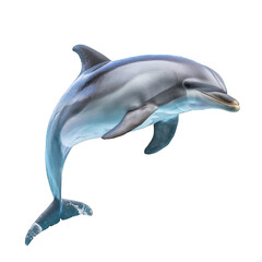 side view of dolphine transparent isolated on white png