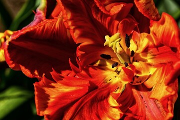 Tulip season in Victoria, BC, Canada