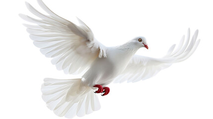 White pigeon flying against a white background