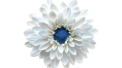 White daisy flower with a blue center on a white background