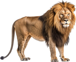 Majestic adult male lion standing