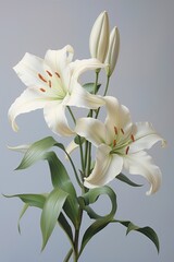 A close up on pale lilys blossom flower anther