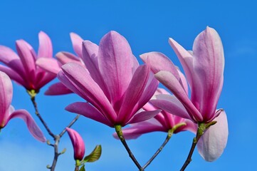 Fototapeta premium Magnolia tree in bloom. Victoria, BC, Canada
