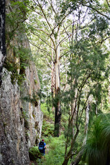Mount Alum bush walk at Bulahdelah