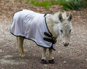 Young Domestic Donkey Female Wearing a Blanket and Hooves Protection Boots. Farm in Santa Clara County, California, USA.