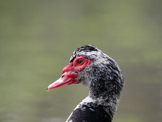 Close Up of the Head of a Muscovy Duck with a Waterdrop on its Beak