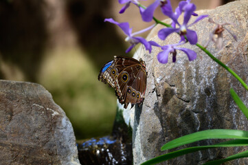 A Common Blue Morpho Butterfly at a Botanical Gardens Exhibit in Grand Rapids, Michigan.