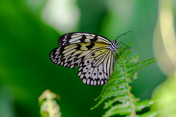 A Tree Nymph Butterfly at a Botanical Gardens Exhibit in Grand Rapids, Michigan.