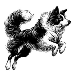 Hand drawn cute Border Collie, vector sketch isolated on white background.