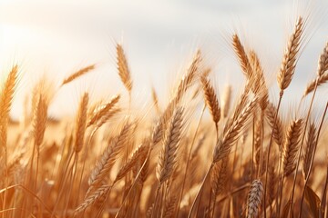 Obraz premium Golden Wheatfield Palette: Rustic Gradients and Visuals
