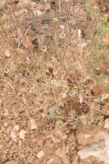 Capsuls, seeds of  wild poppies, red papaver plant, papaver somniferum
