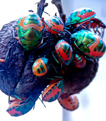 close-up view of a colony of plant-destroying beetles