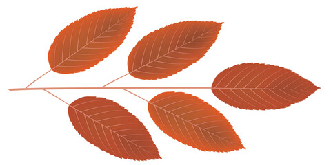 Obraz premium 紅葉 葉 秋 木 アイコン