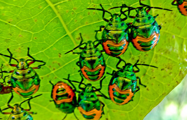 close-up view of a colony of plant-destroying beetles