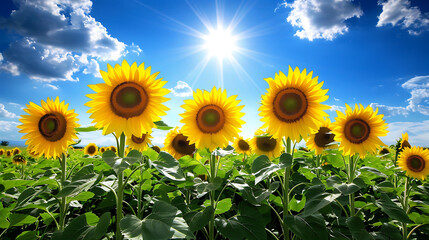 sunflowers in a field under a blue sky with white clouds