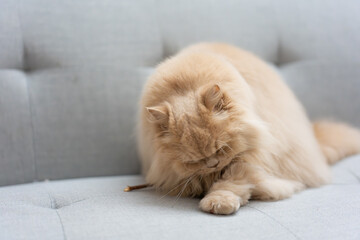 Fluffy British Longhair kitten naps curiously on cozy sofa. Undisturbed in comfy interior, it basks...