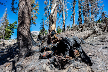 Charred remains in Lassen Volcanic National Park after a forest fire