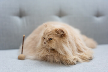 Fluffy British Longhair kitten naps curiously on cozy sofa. Undisturbed in comfy interior, it basks...