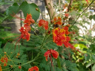 The Peacock Flower plant (Caesalpinia pulcherrima) is easily recognized by its flowers which are dominated by bright red and yellow, contrasting with its bright green leaves. No need for special care,