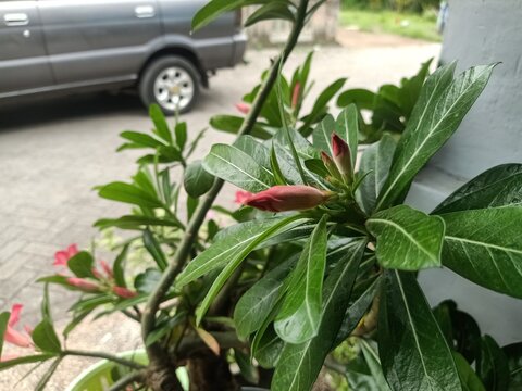 Adenium obesum, better known as desert rose, is a species of poisonous flowering plant belonging to the tribe Nerieae of the subfamily Apocynoideae of the dogbane family,