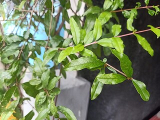 Pomegranate leaves is a fruit plant that can grow up to 5–8 m. This plant is thought to originate from Iran, but has long been cultivated in the Mediterranean area.