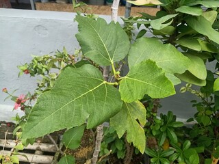 Fig or Fig (Ficus carica L.) is a type of plant that produces edible fruit and originates from West Asia.