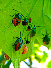 close-up view of a colony of plant-destroying beetles