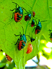 close-up view of a colony of plant-destroying beetles