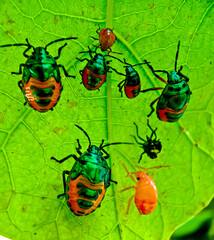 close-up view of a colony of plant-destroying beetles