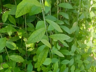 Plants with their long branches and many leaves covering the entire wall. Green vines named Lee Kwan Yew or Vernonia Elliptica. Beautiful hanging vines as curtain creeper plant. Nature background