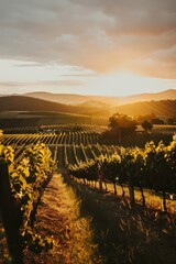 Obraz premium Vineyard Bathed in The Warm Glow of Golden Hour, With Rows of Grapevines Stretching Into The Distance And The Sun Setting Behind Rolling Hills, Generative AI