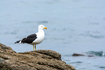 Gaviota Dominicana (Larus dominicanus)
